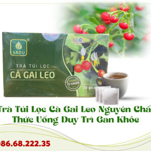 Trà Túi Lọc Cà Gai Leo Nguyên Chất – Thức Uống Duy Trì Gan Khỏe