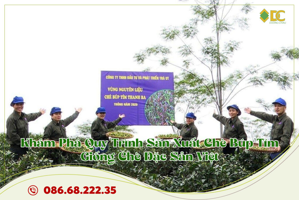 khám phá quy trình trồng chè búp tím