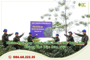 khám phá quy trình trồng chè búp tím