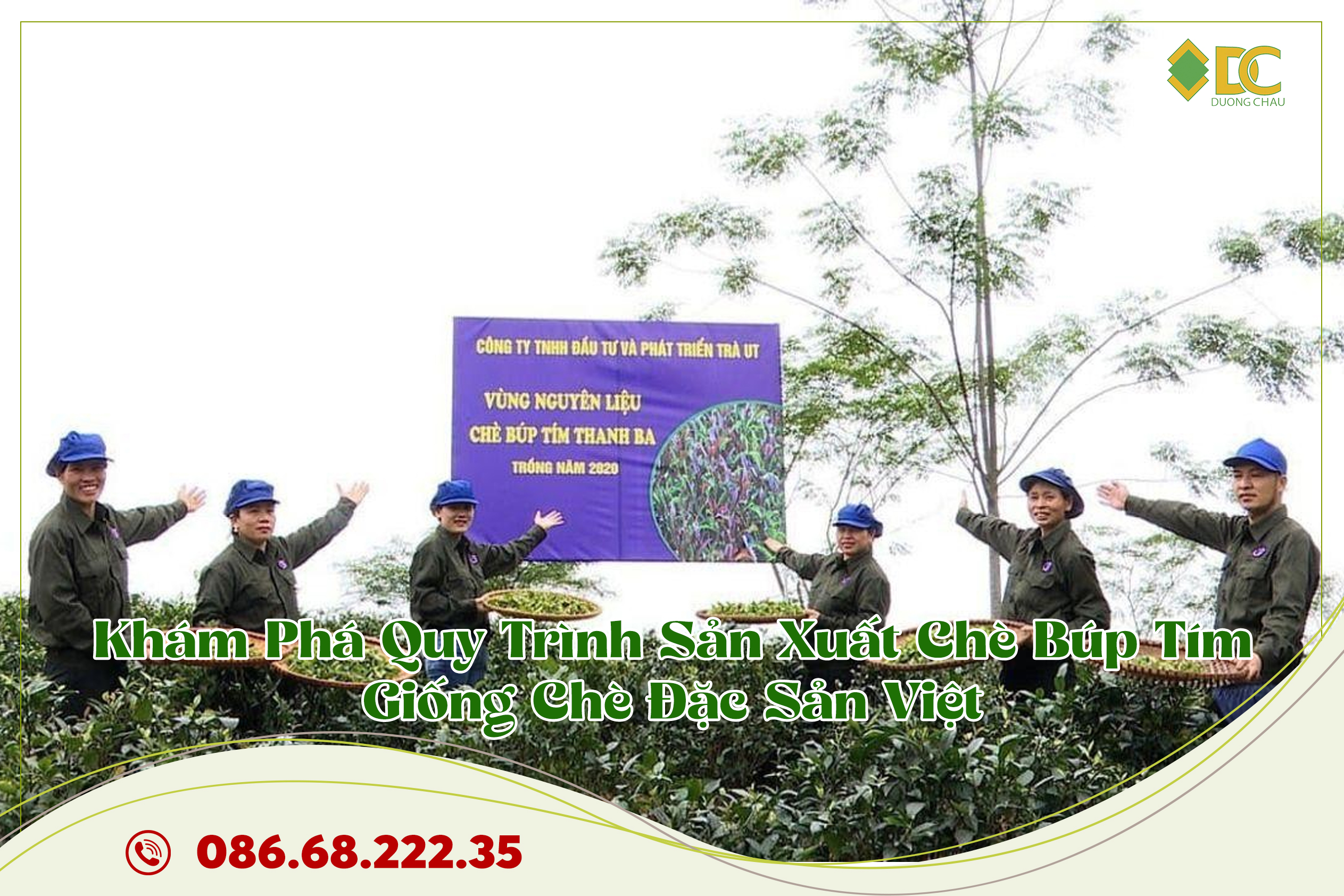 khám phá quy trình trồng chè búp tím